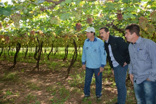 Palmeira Uva (1) (1)