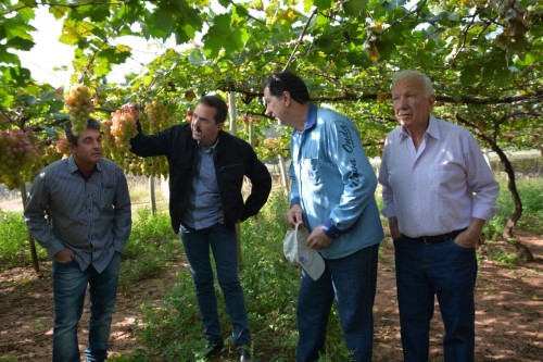 Palmeira Uva (2) (1)